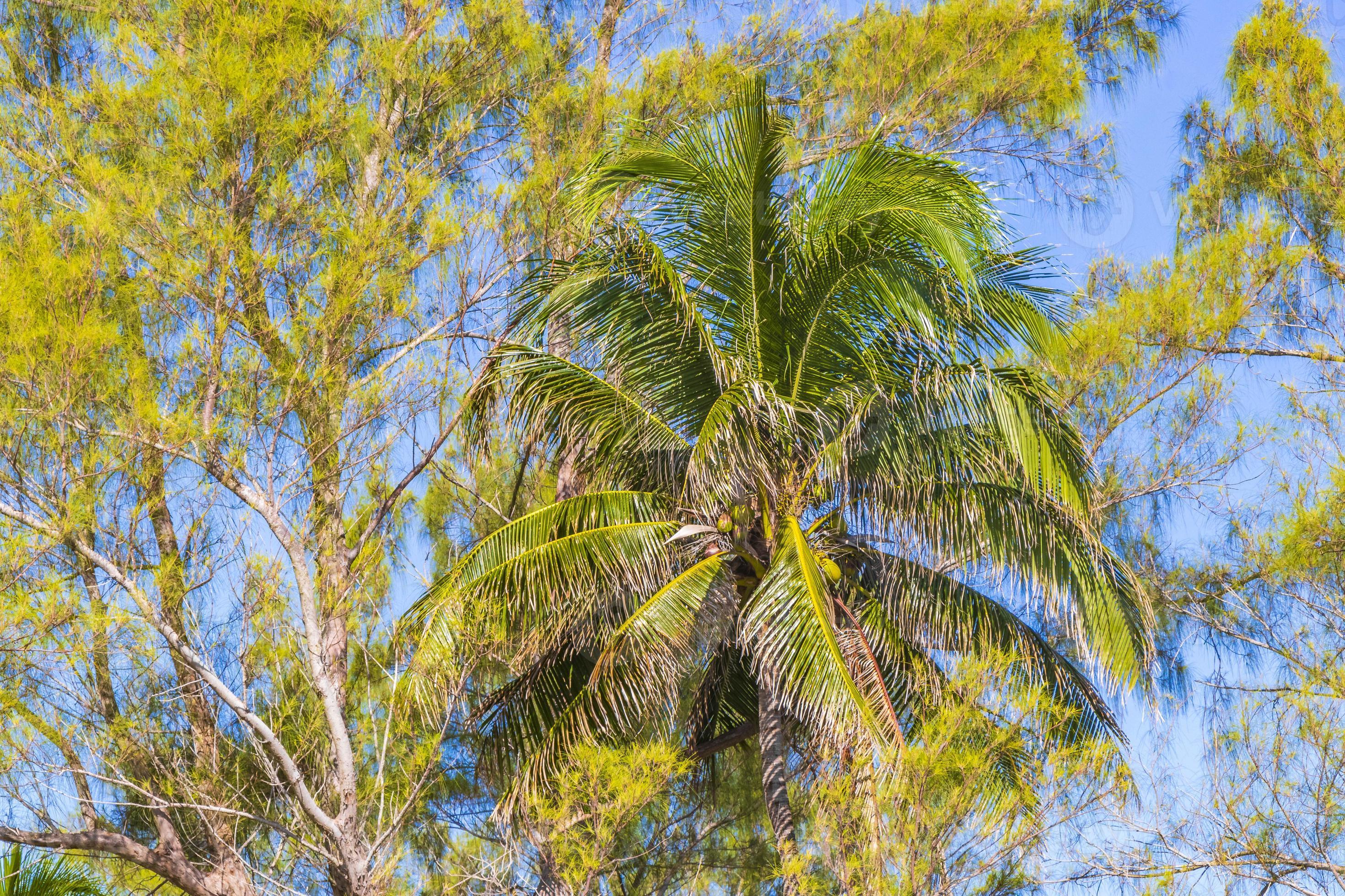 Caribbean beach fir palm trees in jungle forest nature Mexico. 13668143