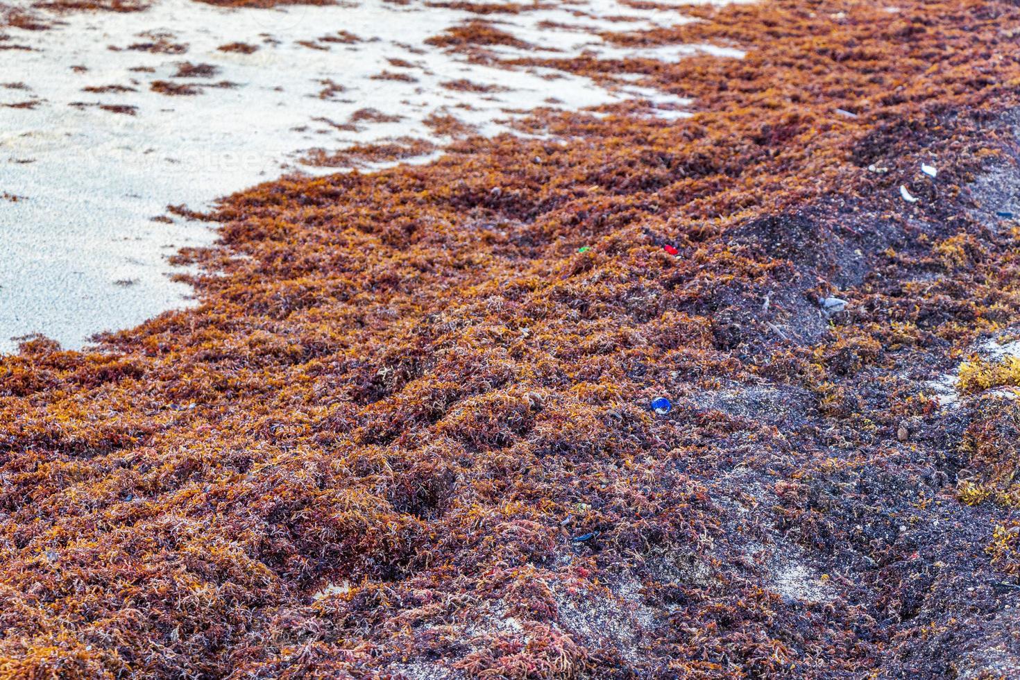 Very disgusting red seaweed sargazo beachwith garbage pollution Mexico. photo