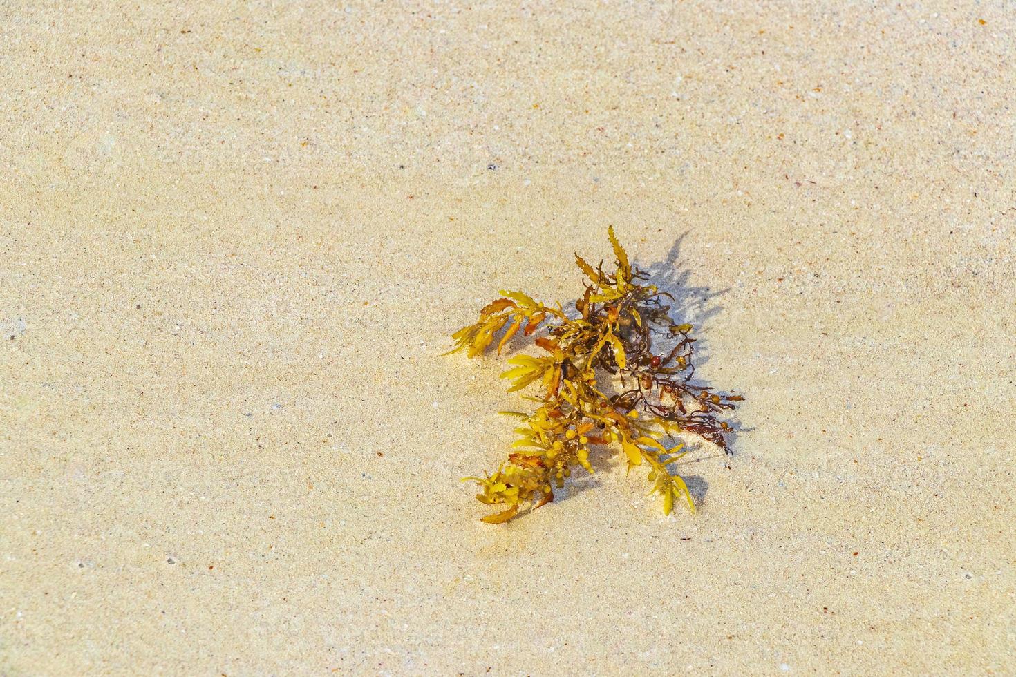 Fresh yellow seaweed seagrass sargazo beach Playa del Carmen Mexico. photo