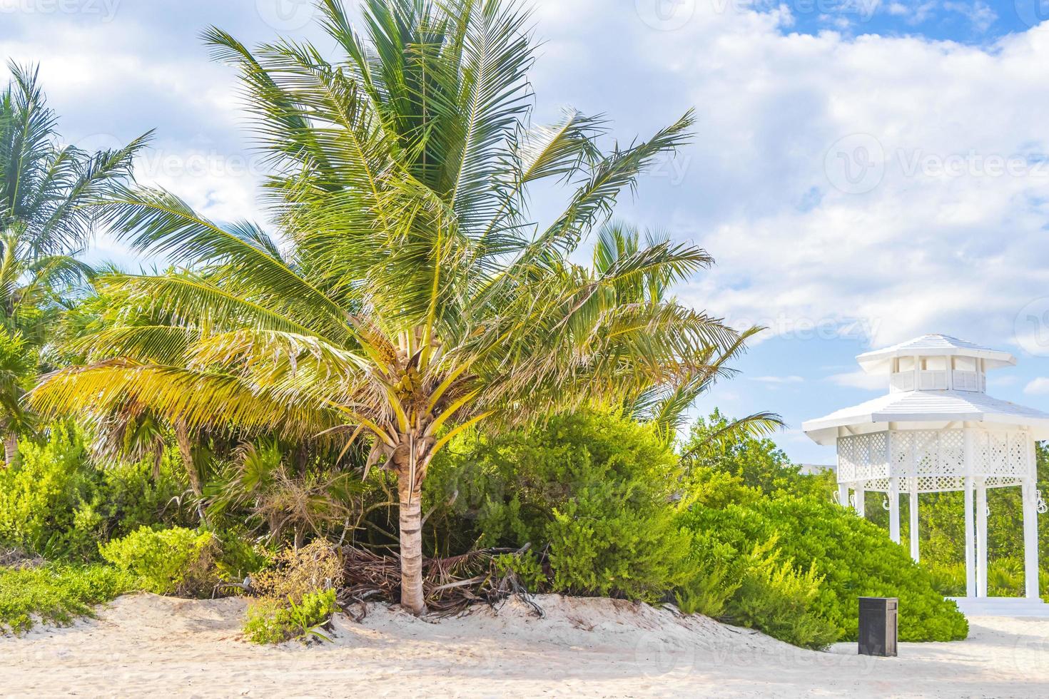 Caribbean beach fir palm trees in jungle forest nature Mexico. photo