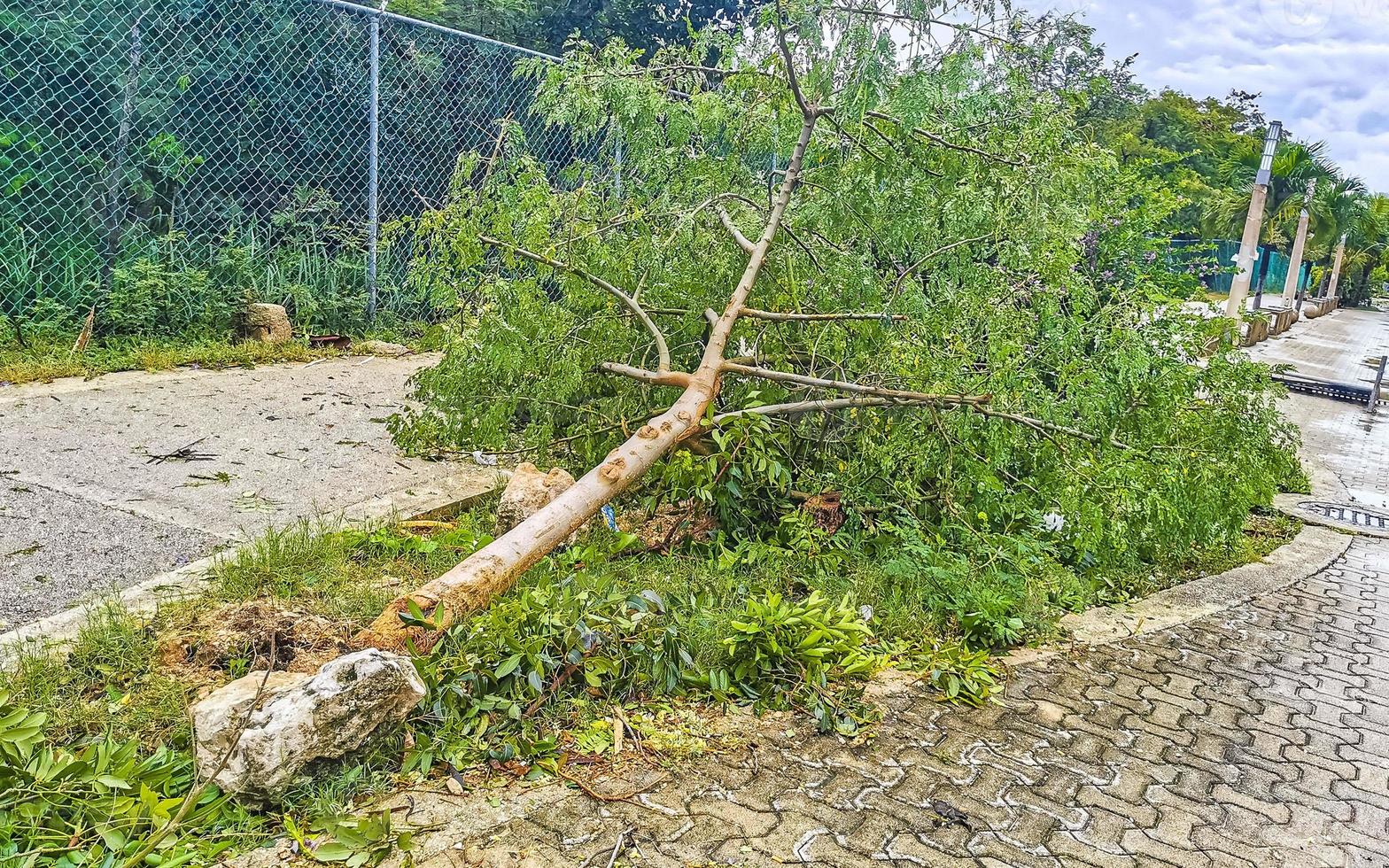 Hurricane 2021 Playa del Carmen Mexico destruction devastation broken trees. photo