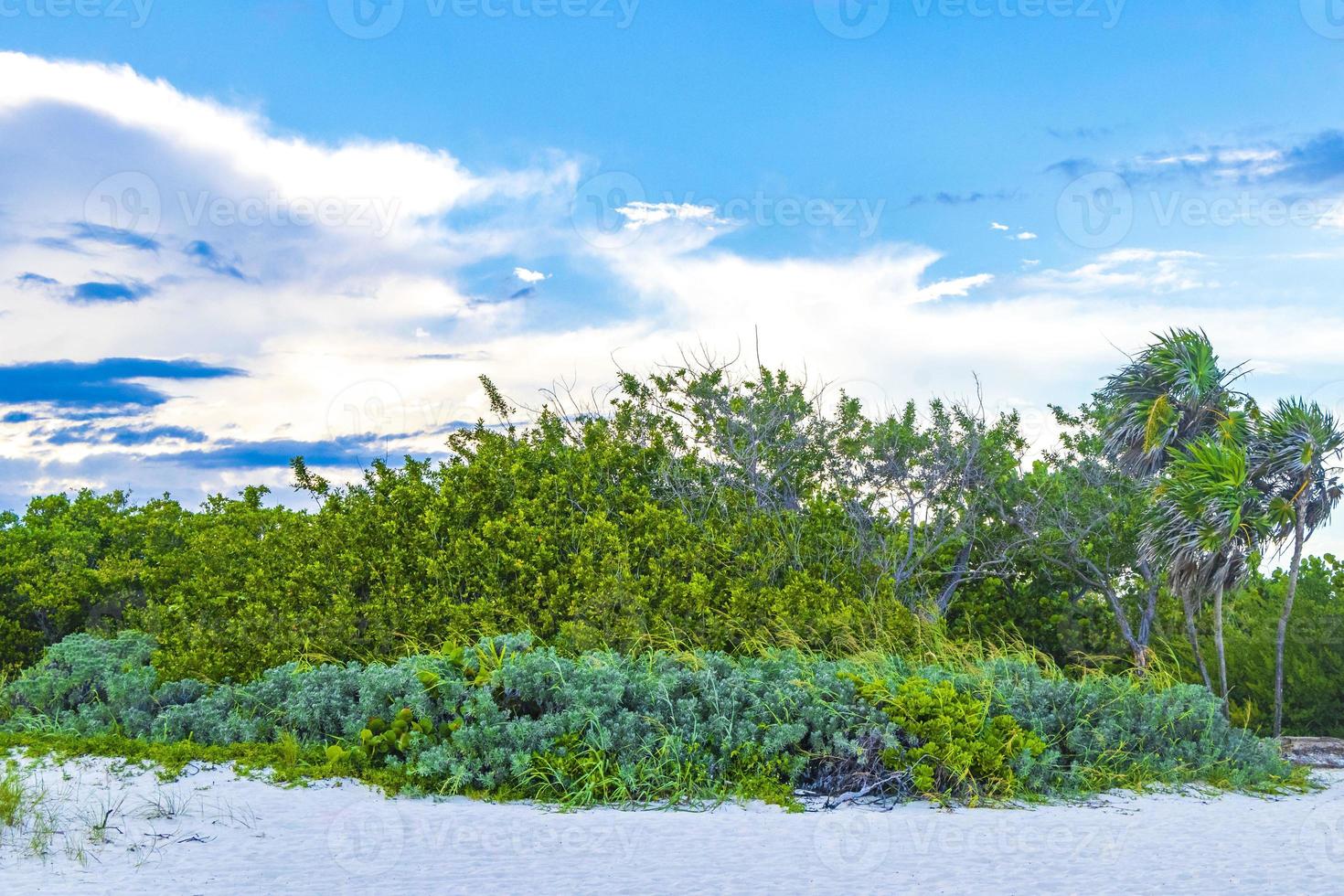 Caribbean beach fir palm trees in jungle forest nature Mexico. photo