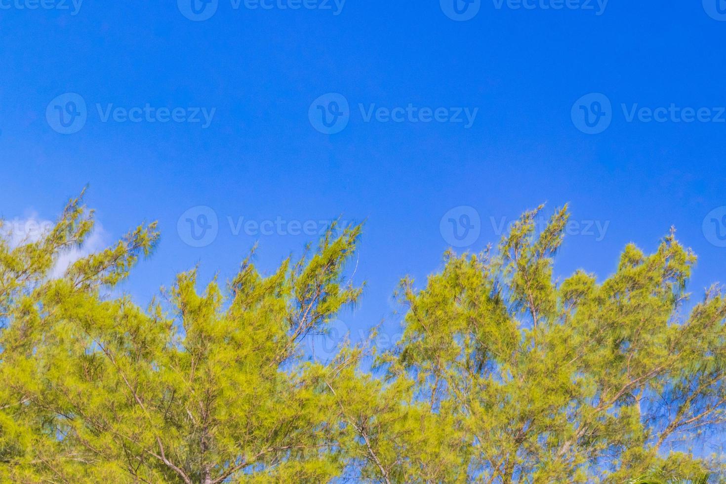 Caribbean beach fir palm trees in jungle forest nature Mexico. photo