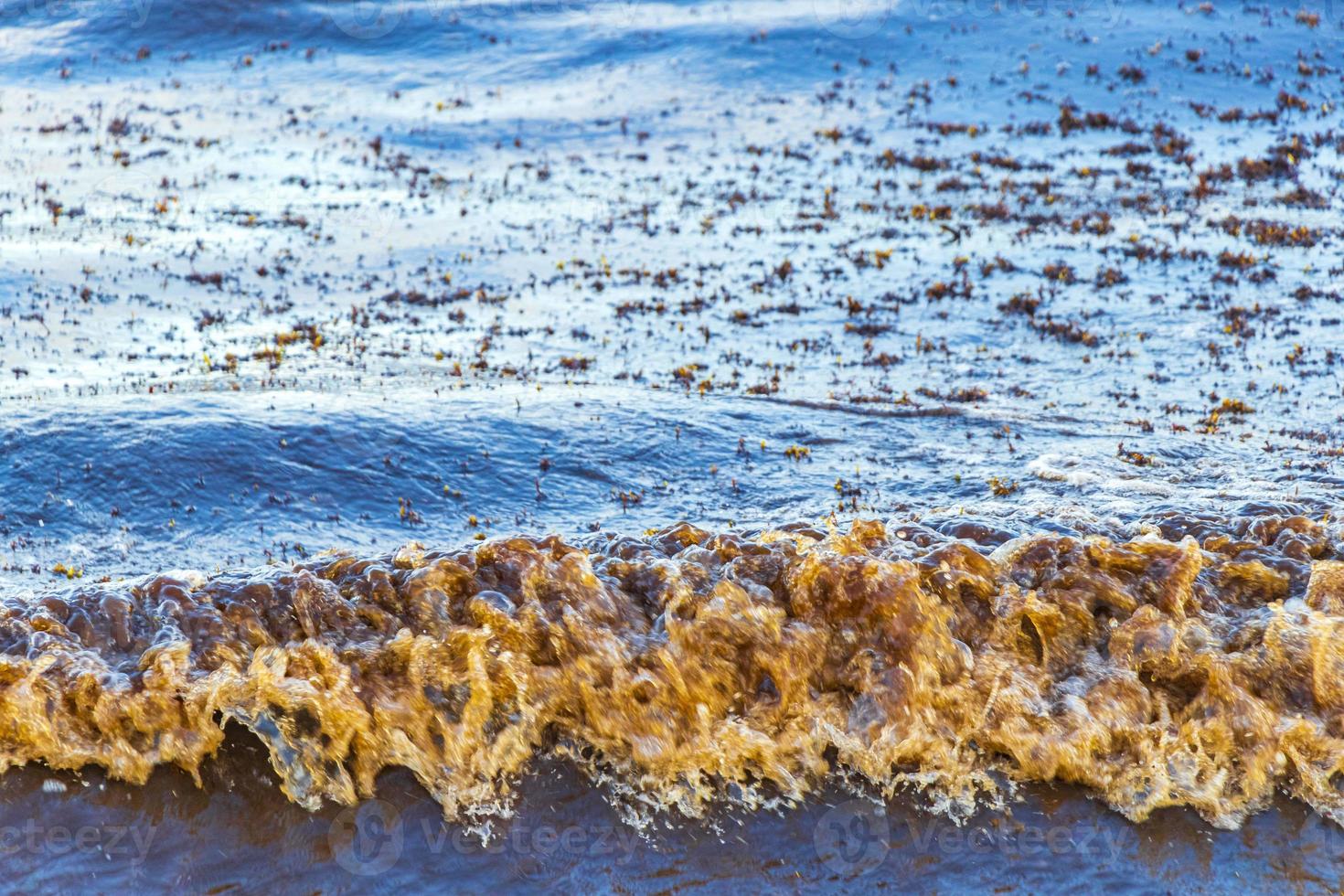 Agua de playa muy asquerosa con alga roja sargazo caribe mexico. foto