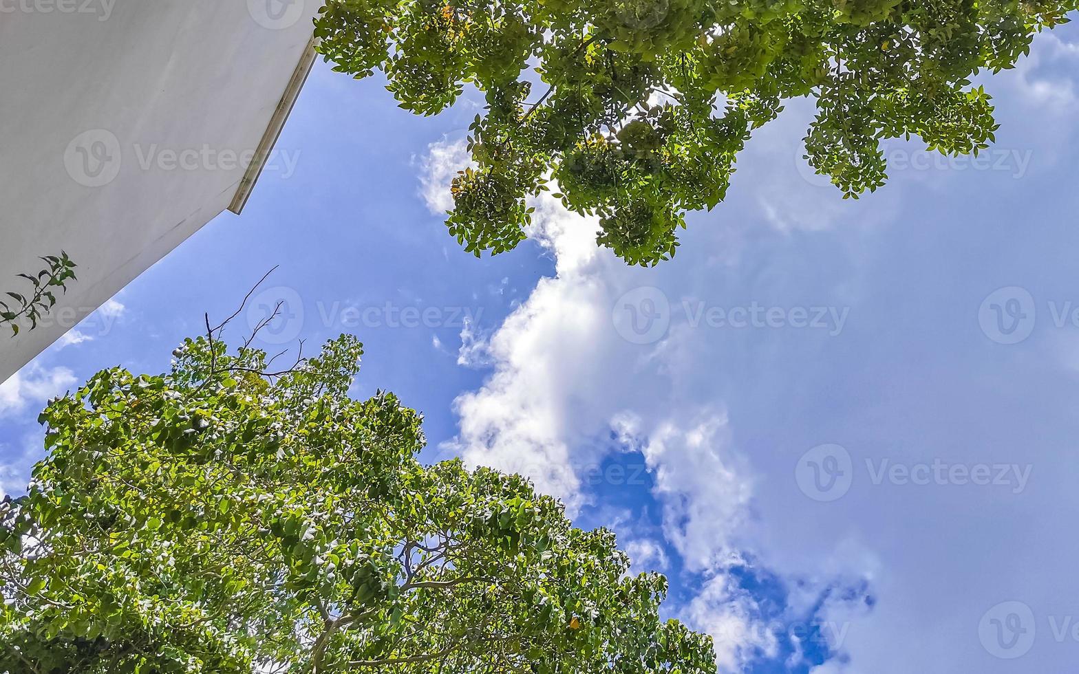 Caribbean beach fir palm trees in jungle forest nature Mexico. photo