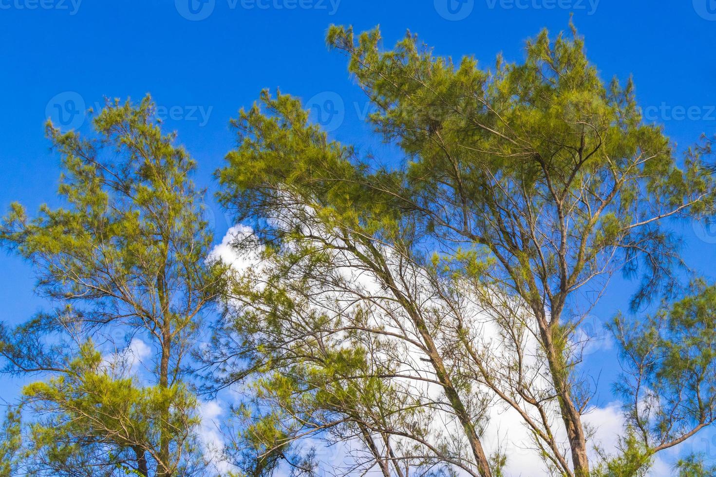 Caribbean beach fir palm trees in jungle forest nature Mexico. photo