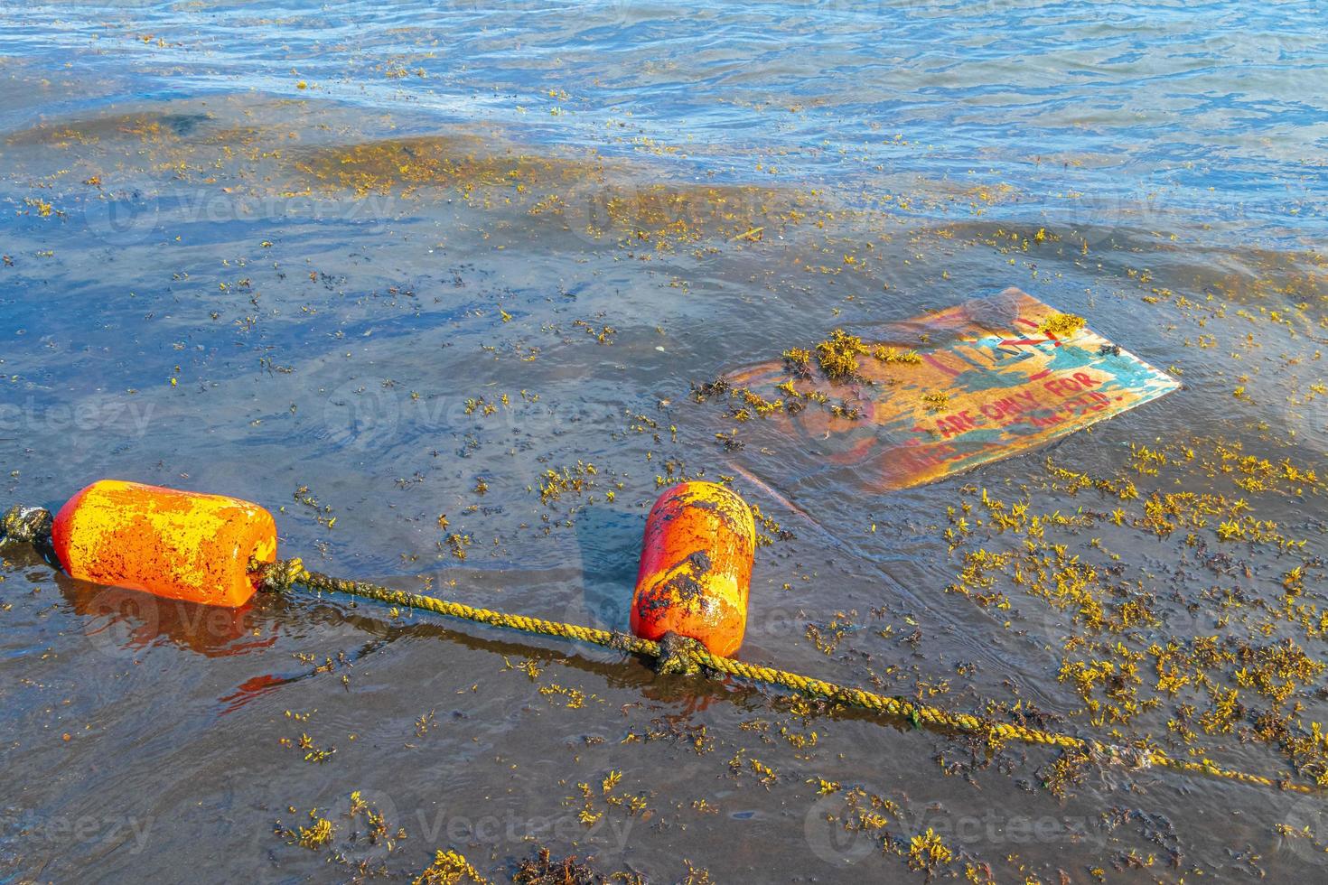 Very disgusting red seaweed sargazo beachwith garbage pollution Mexico. photo