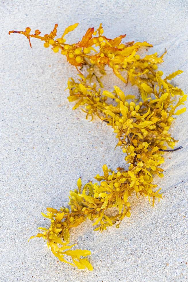 Fresh yellow seaweed seagrass sargazo beach Playa del Carmen Mexico
