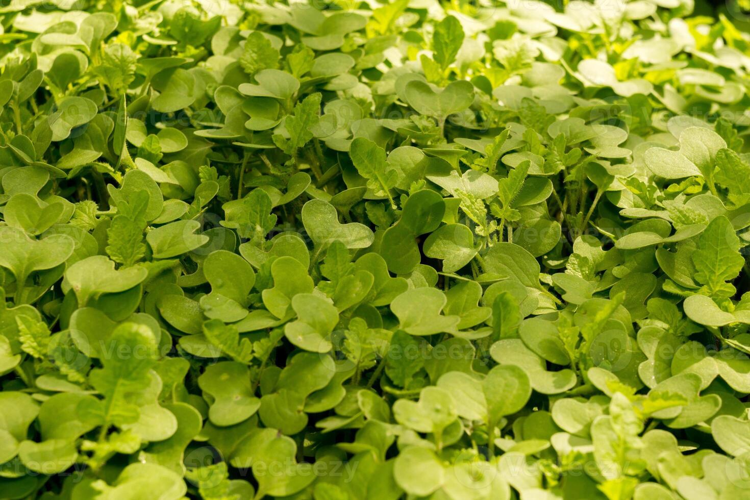 Mustard Sprouts Macro 13669012 Stock Photo at Vecteezy