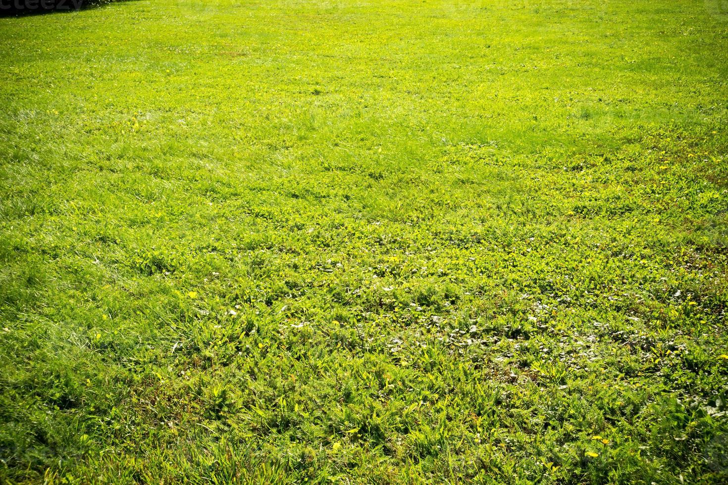 fondo de una hierba verde foto