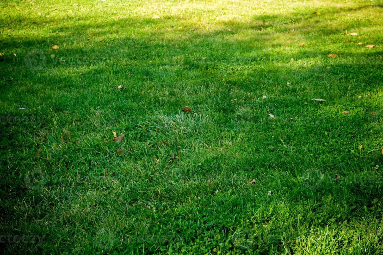 fondo de una hierba verde foto