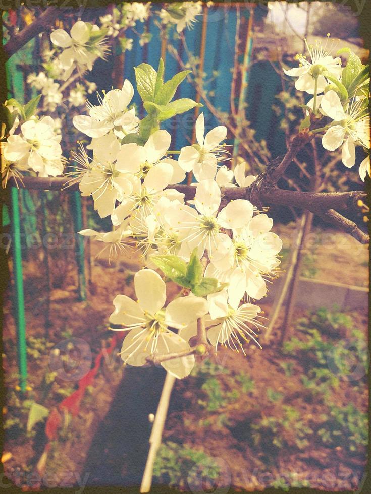 White Plum Blossoms photo