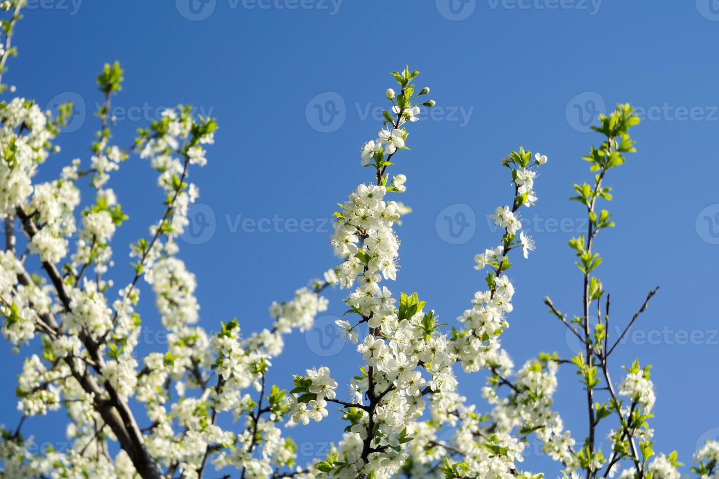 Spring White Blooming Trees 13669788 Stock Photo at Vecteezy