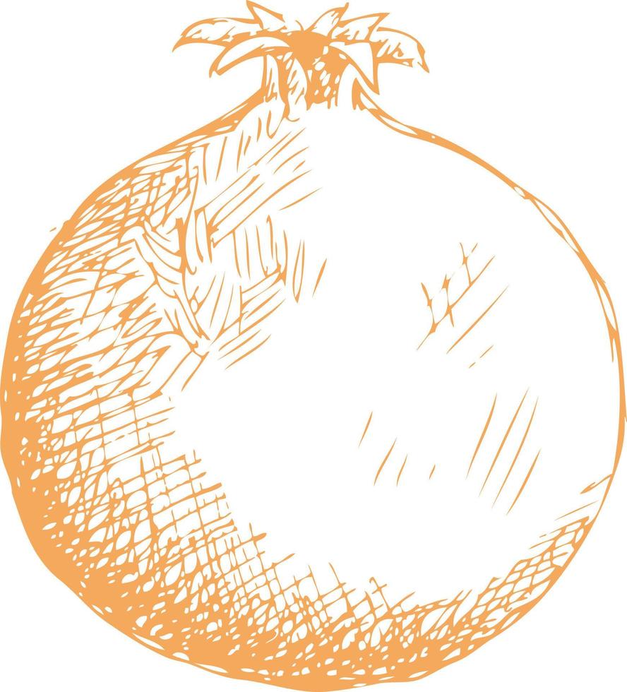 Pomegranate hand drawn sketch. vector