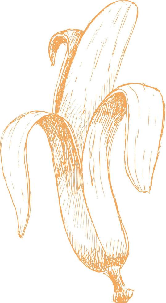 Banana drawn sketch. vector