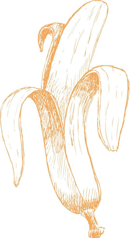 boceto dibujado de plátano. vector