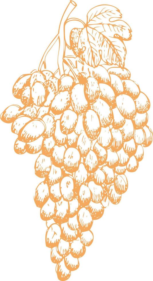 boceto de bayas de uva. vector