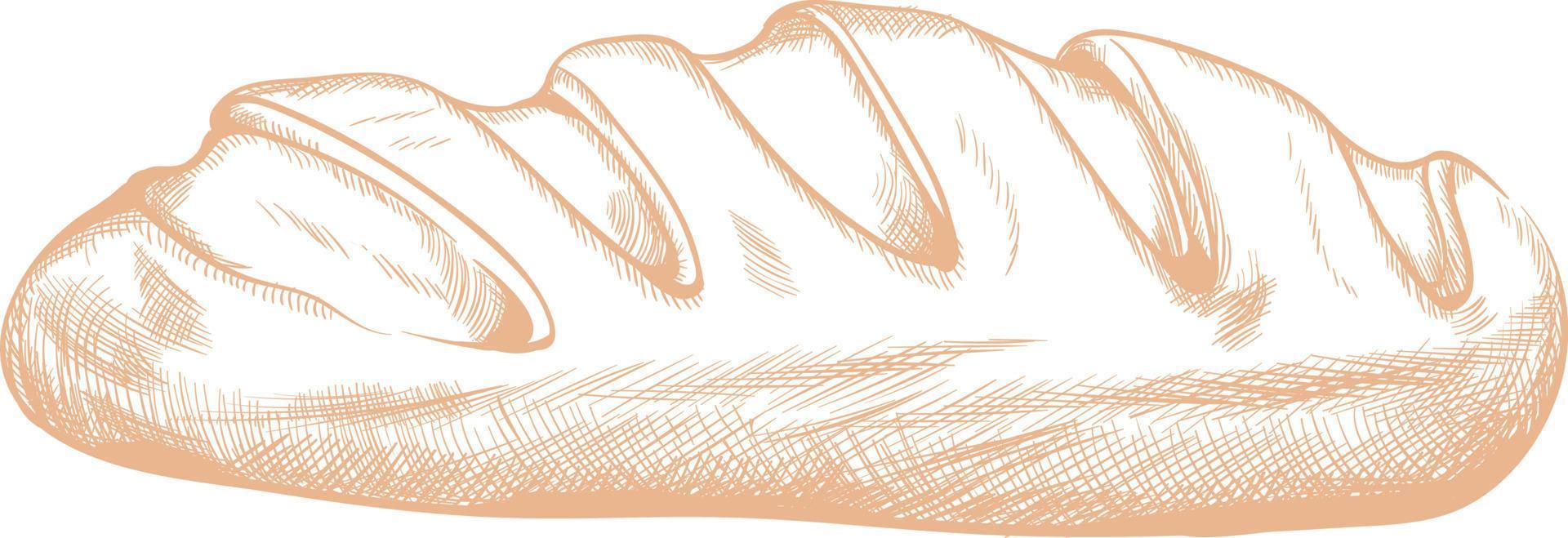 Loaf baking bread.Sketch drawing. vector