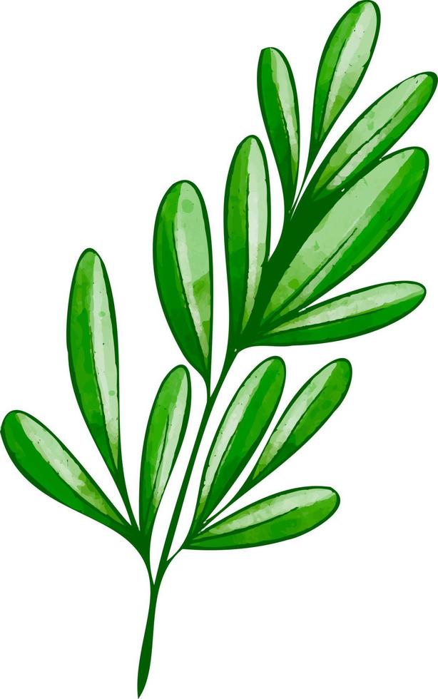 Branch with green leaves vector