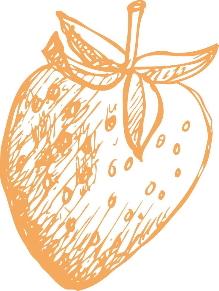 Strawberry berry sketch. vector