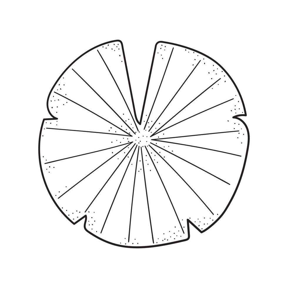 Hand drawn lily pad. Leaf in line art style. Vector isolated on a white