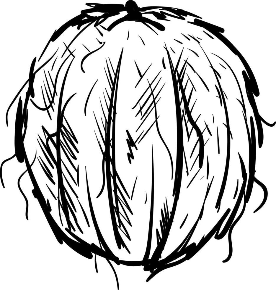 Coconut drawing, illustration, vector on white background