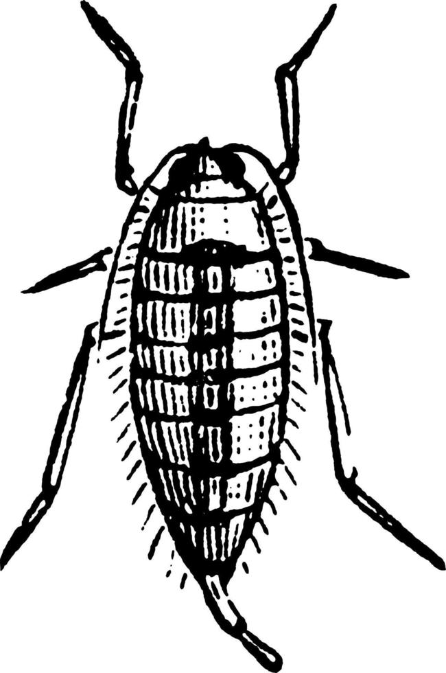 Anisopteryx or Anisopteryx pometaria, vintage illustration. vector