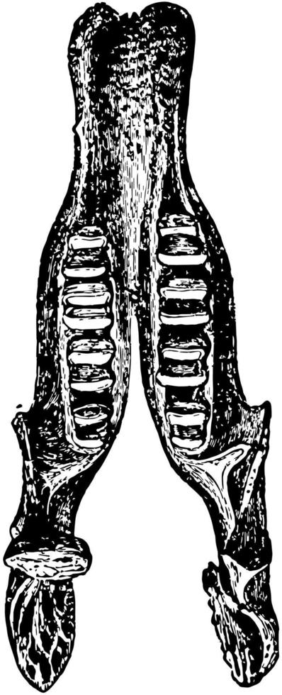 Lower Jaw of Megatherium Fossil Skeleton, vintage illustration. vector