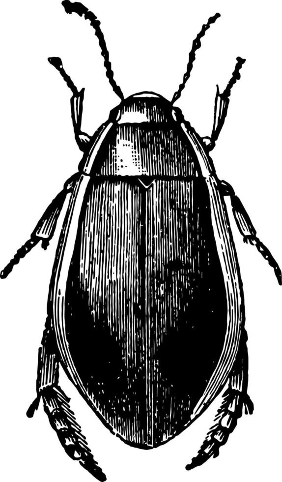 Cybister Roeselii vintage illustration. vector