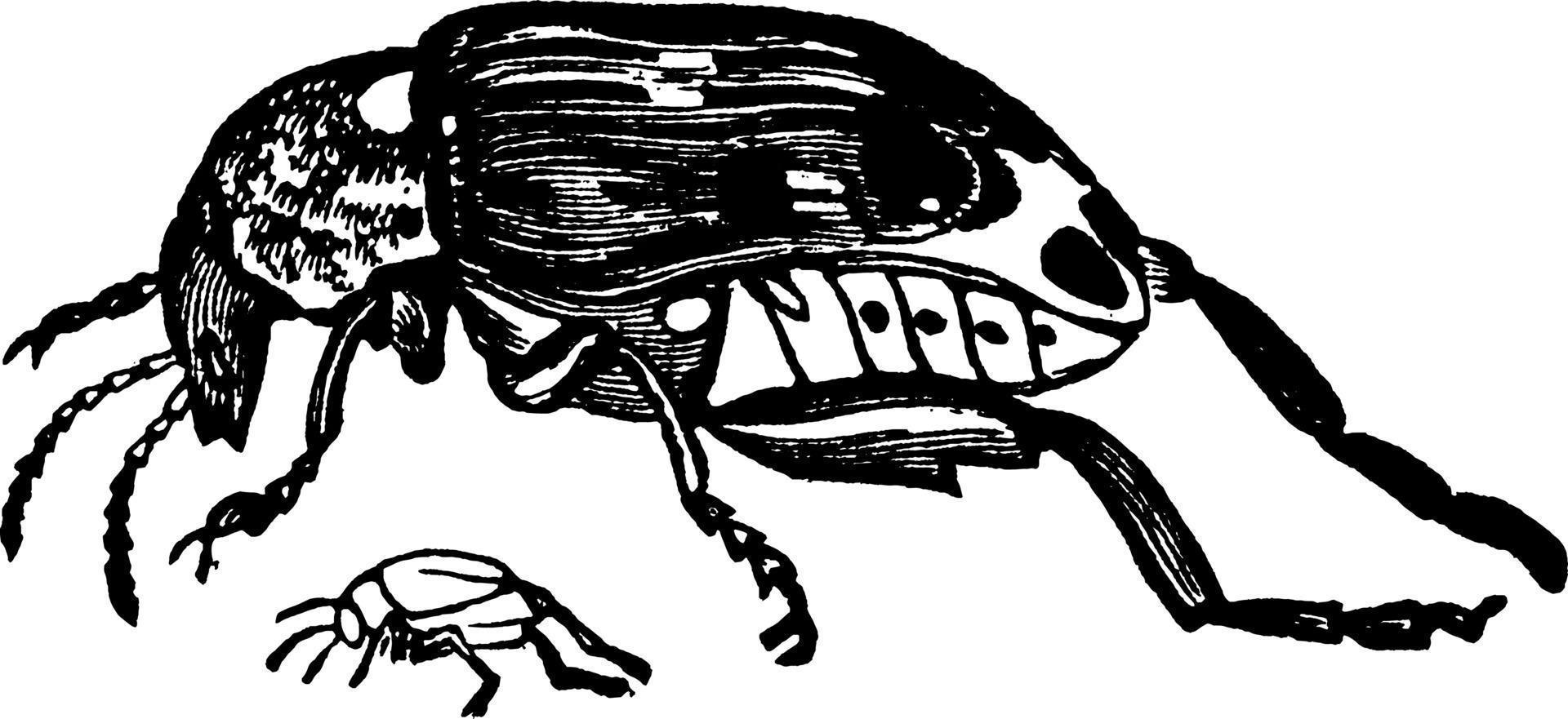 Pea Weevil, vintage illustration. vector