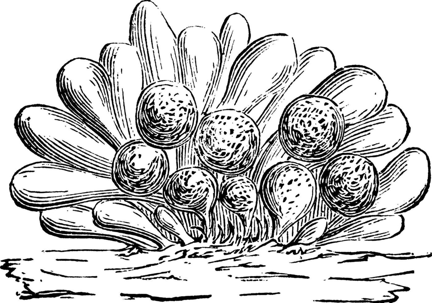 cysts, vintage illustration. vector