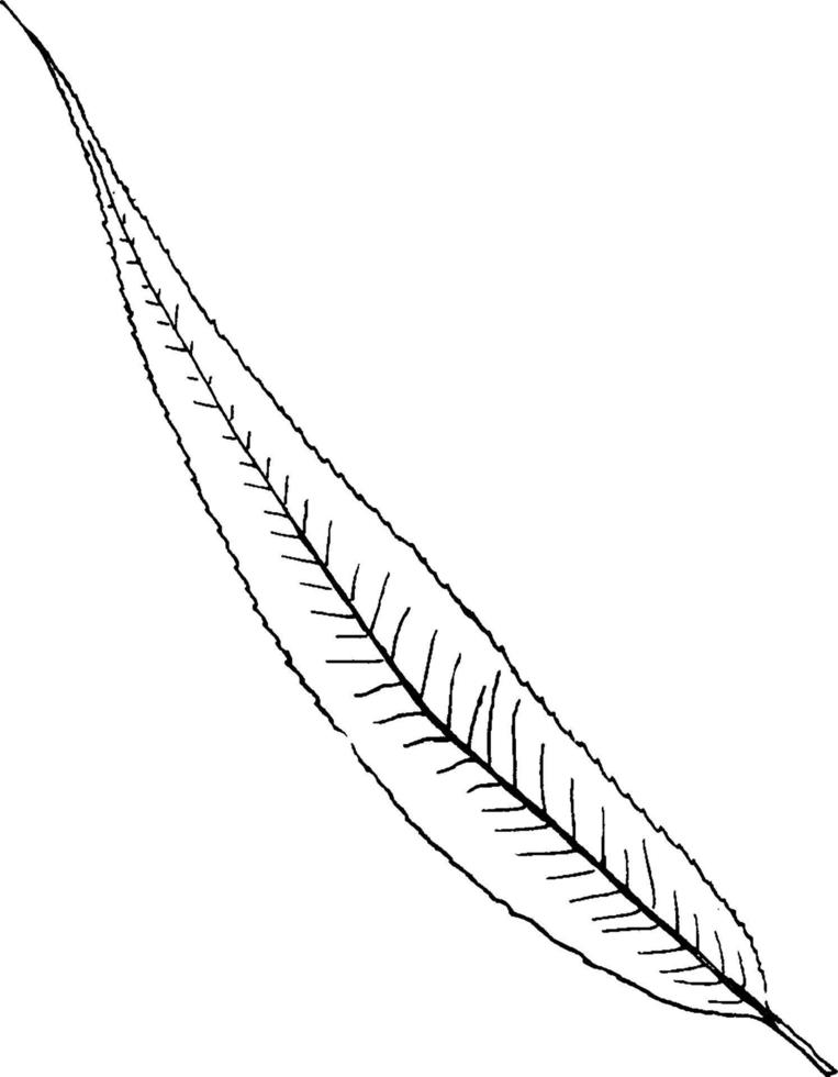 Genus Salix, L. Willow vintage illustration. vector