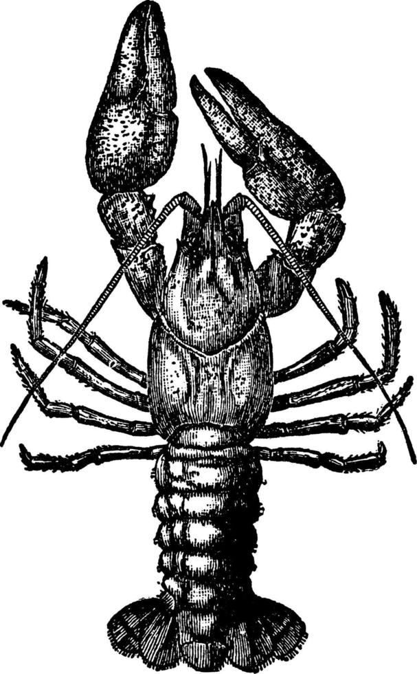Crayfish, crawfish, or crawdads, vintage illustration. vector