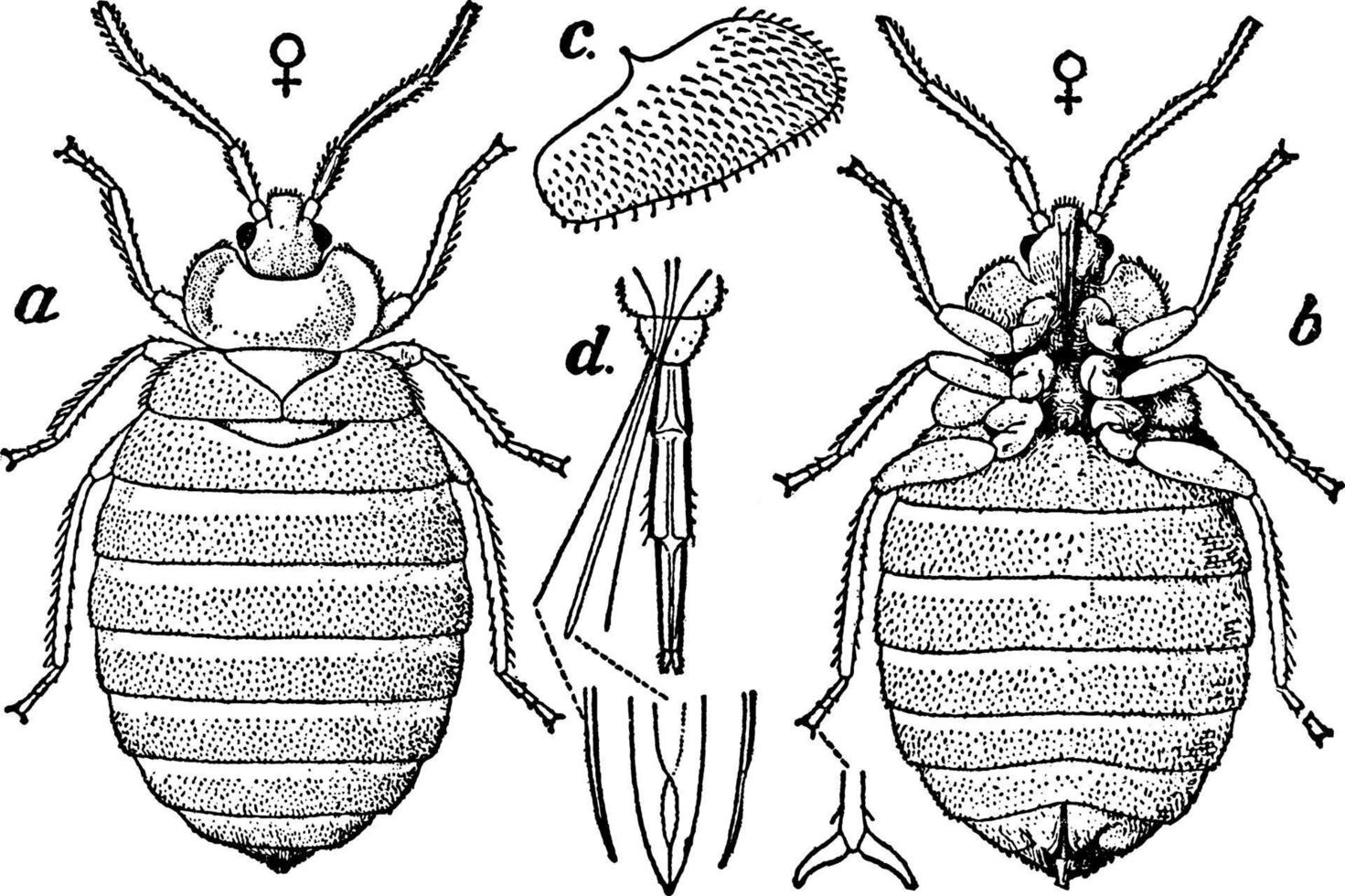 Bedbug, vintage illustration. vector