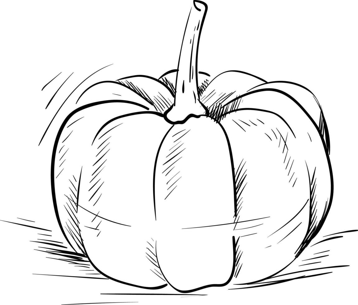 Pumpkin drawing, illustration, vector on white background
