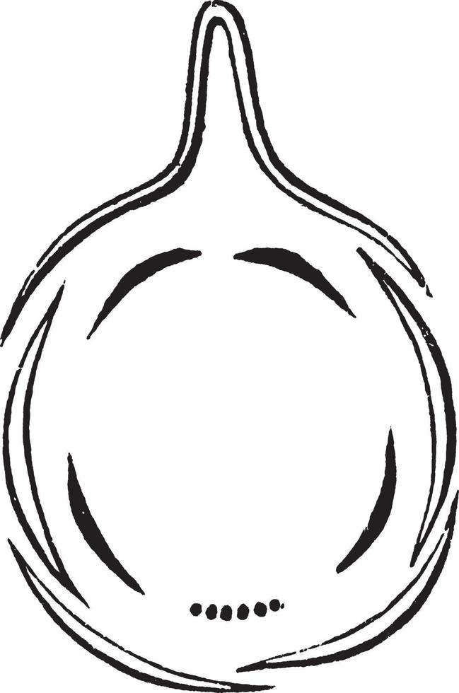 Larkspur vintage illustration. vector