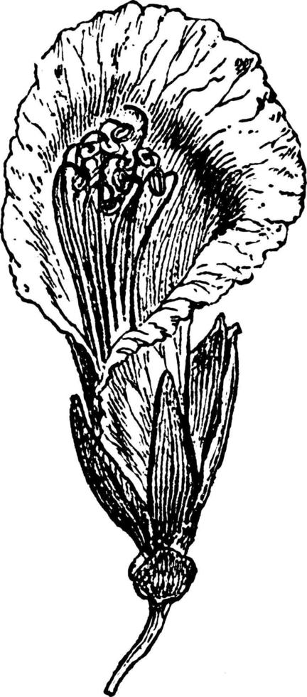 Botany, Eperua, Grandiflora, flowers, sepals vintage illustration. vector