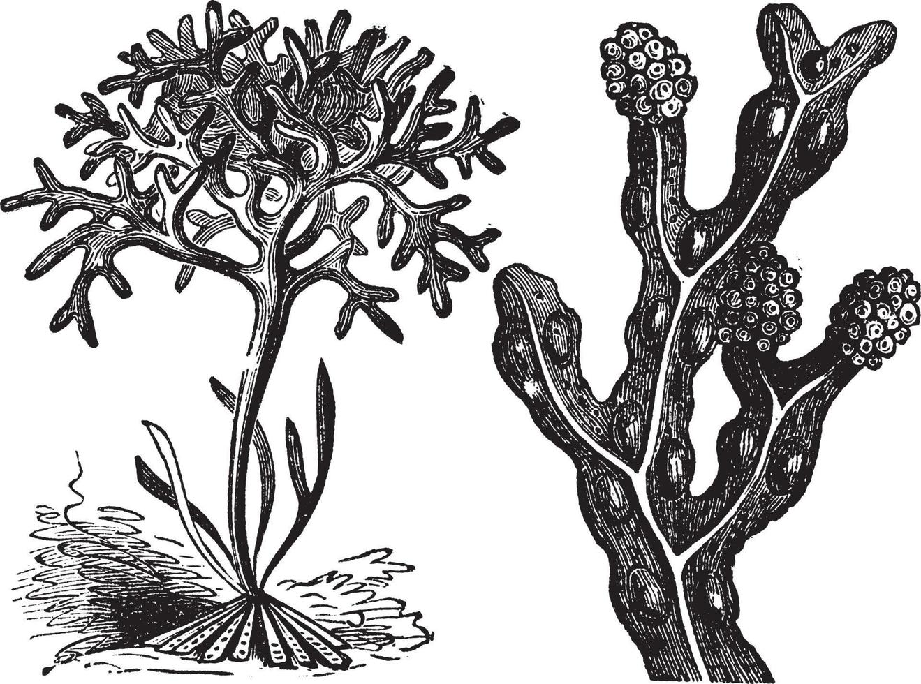 chondrus crispus, musgo irlandés o fucus vesiculosus, grabado de fucus vector