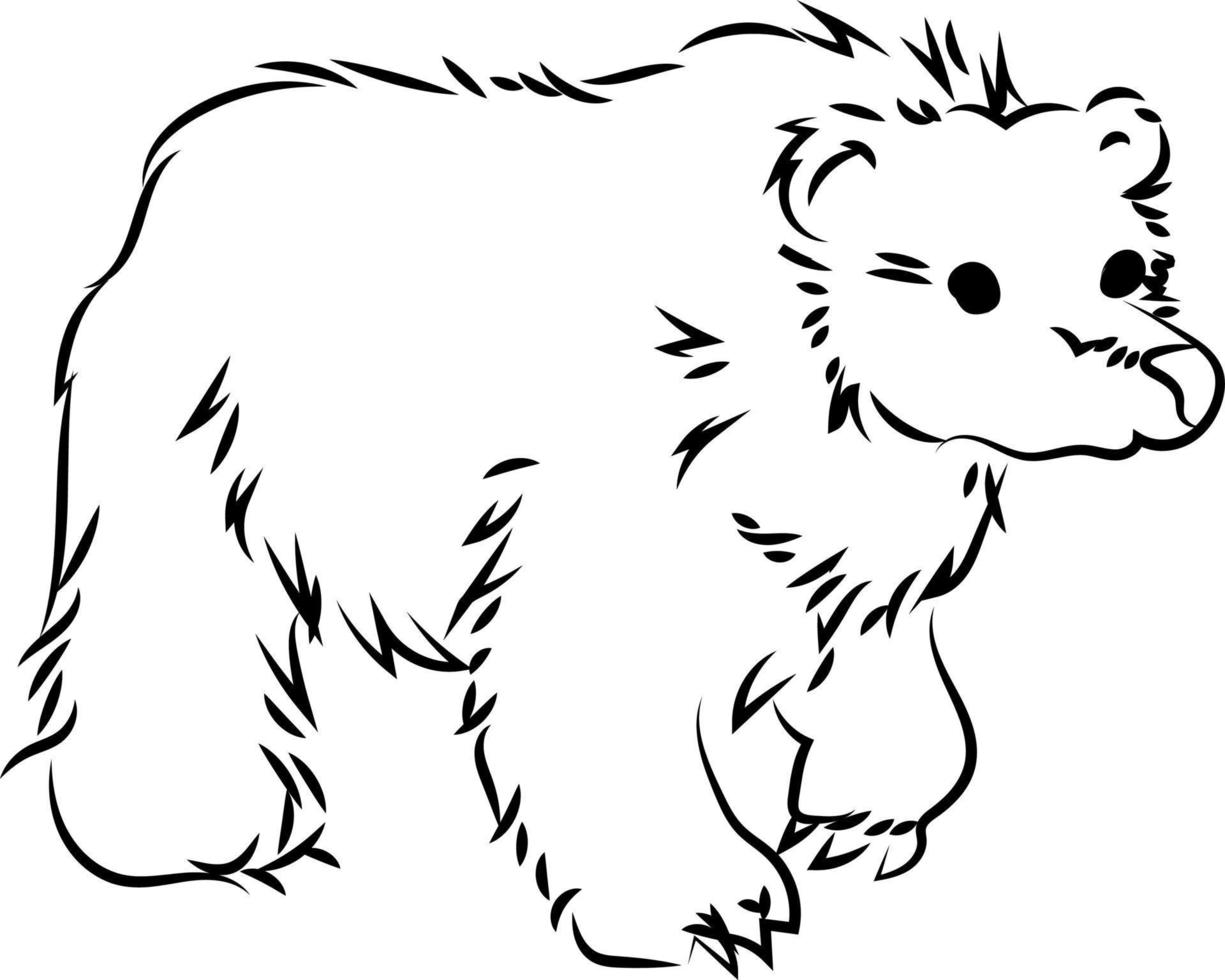 oso boceto, ilustración, vector sobre fondo blanco.