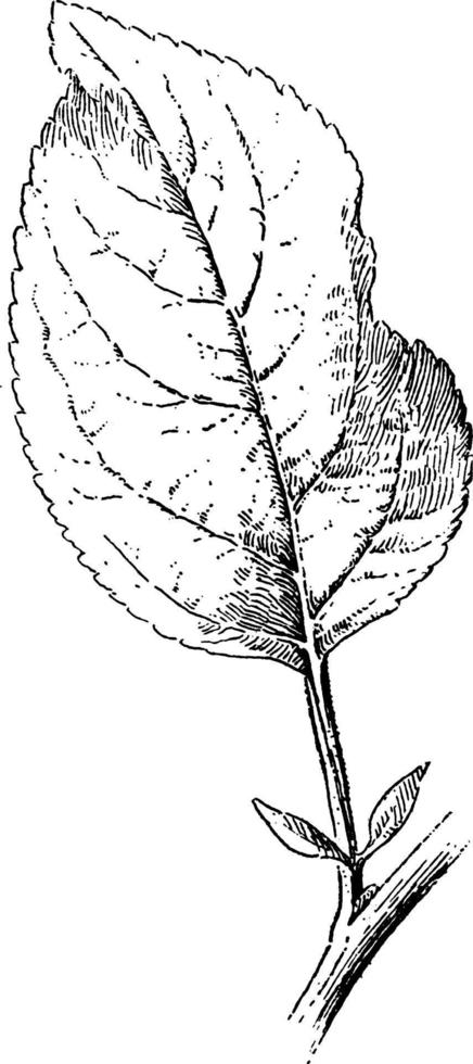 ilustración vintage de hoja de manzana. vector