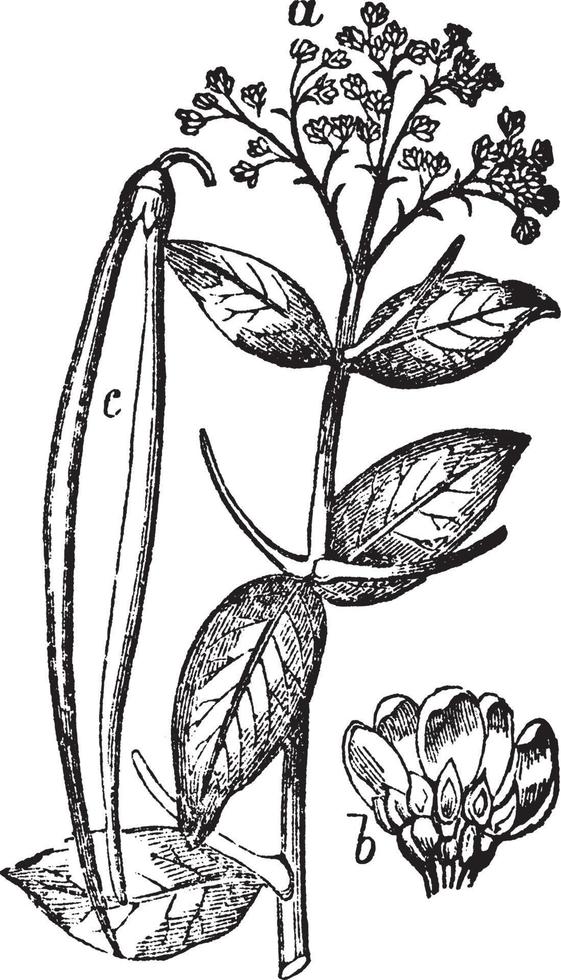 Dogbane vintage illustration. vector