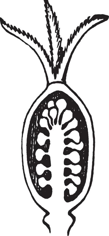 ilustración vintage de pistilo. vector