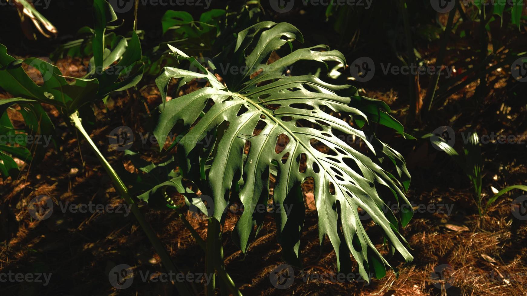 Green leaves of plant Monstera grows in wild climbing tree jungle, rainforest plants evergreen vines bushes. Tropical jungle foliage pattern concept background. photo