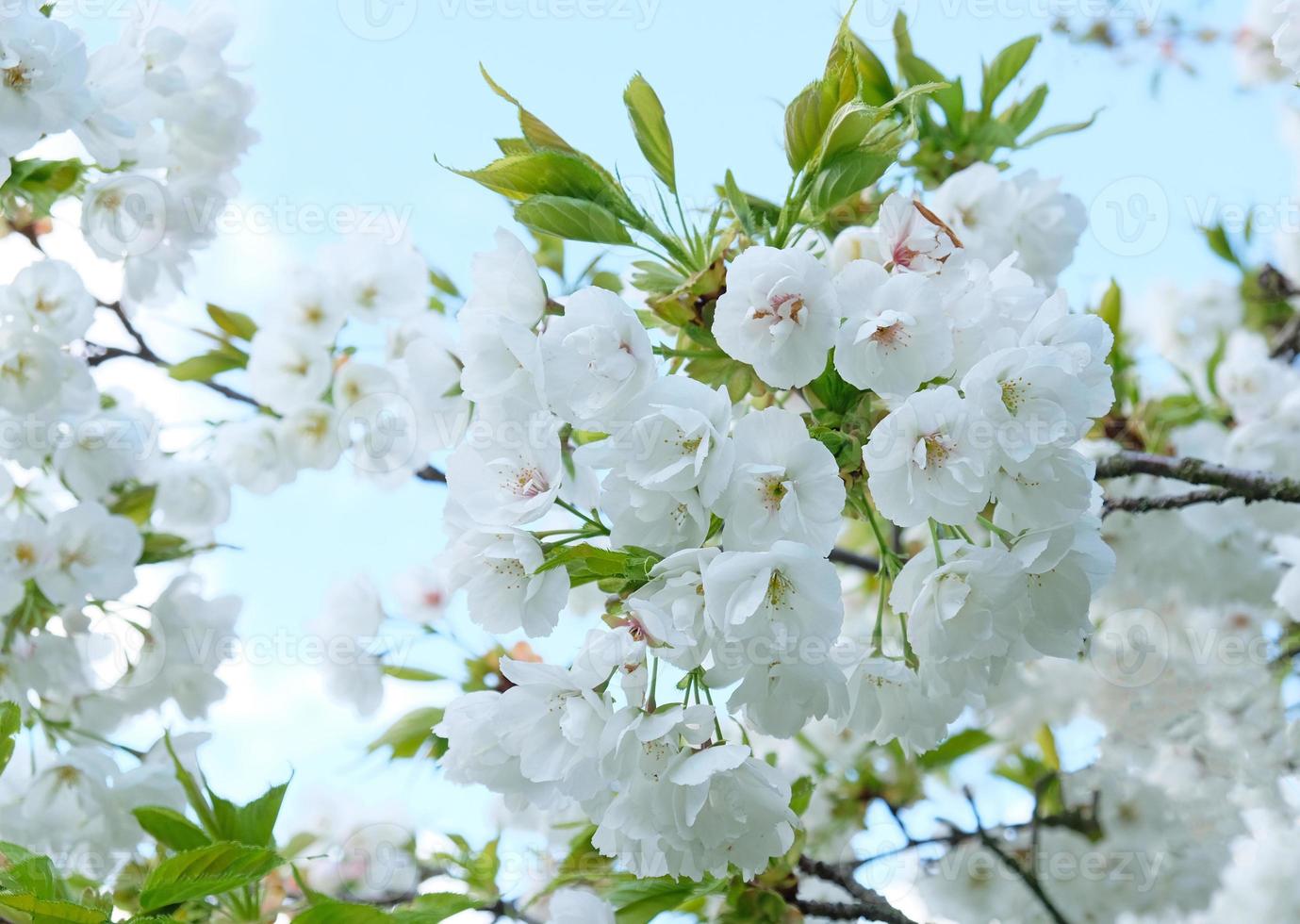 Branch of blooming white flowers of cherry plum tree in early spring. Amazing natural floral spring banner or greeting card, postcard, poster. Selective focus photo