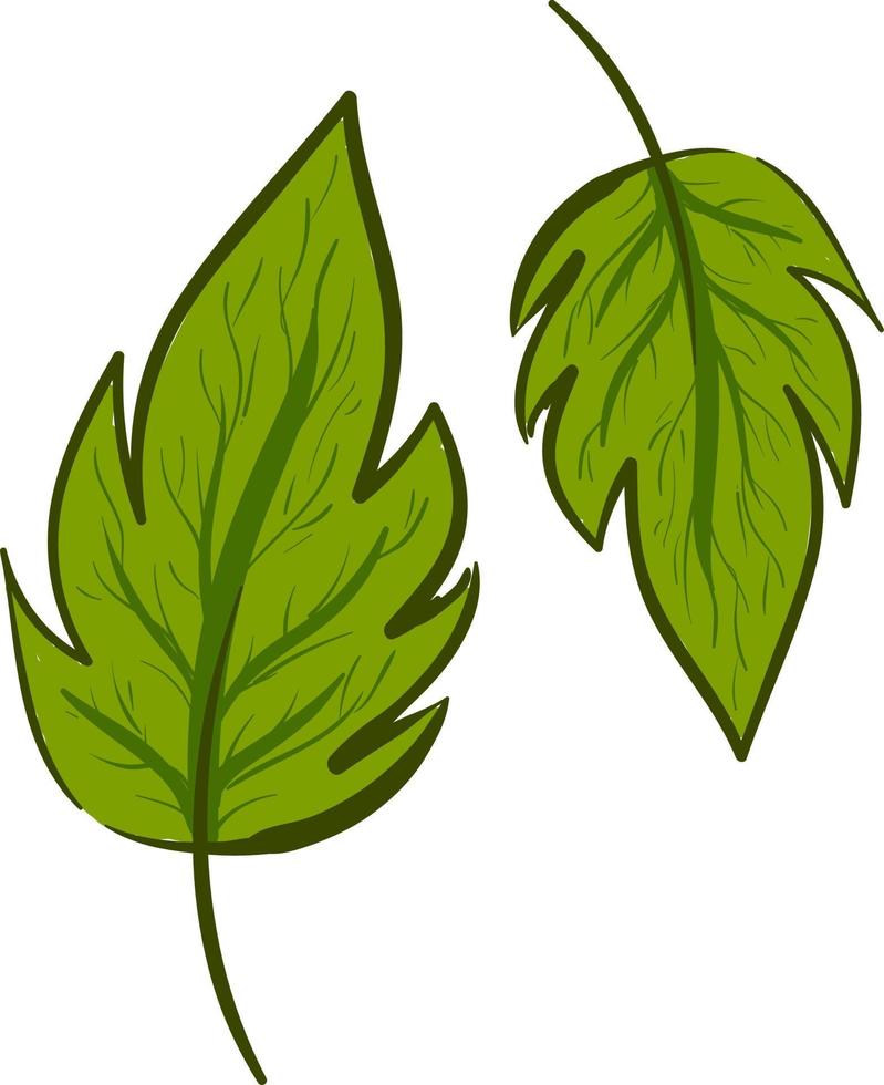 hermosas hojas verdes, ilustración, vector sobre fondo blanco.