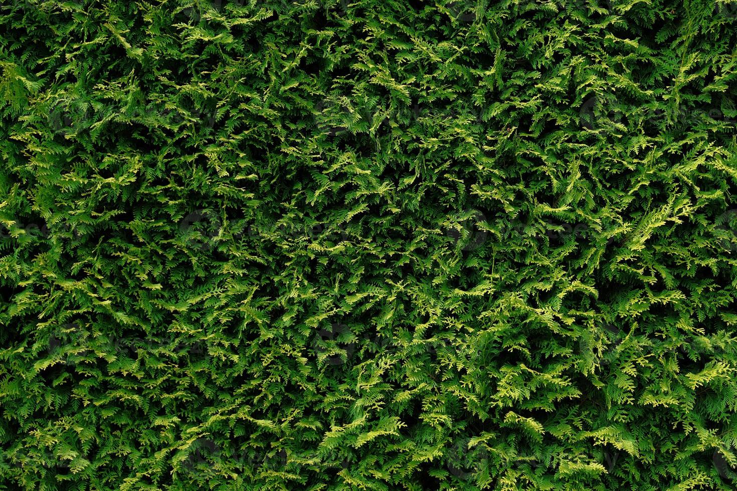 Beautiful green leaves of Thuja trees, nature background wallpaper, wall shrubs, screensaver. Bright green background for wallpaper and backdrop. Thuja occidentalis. Green hedge in garden or backyard. photo