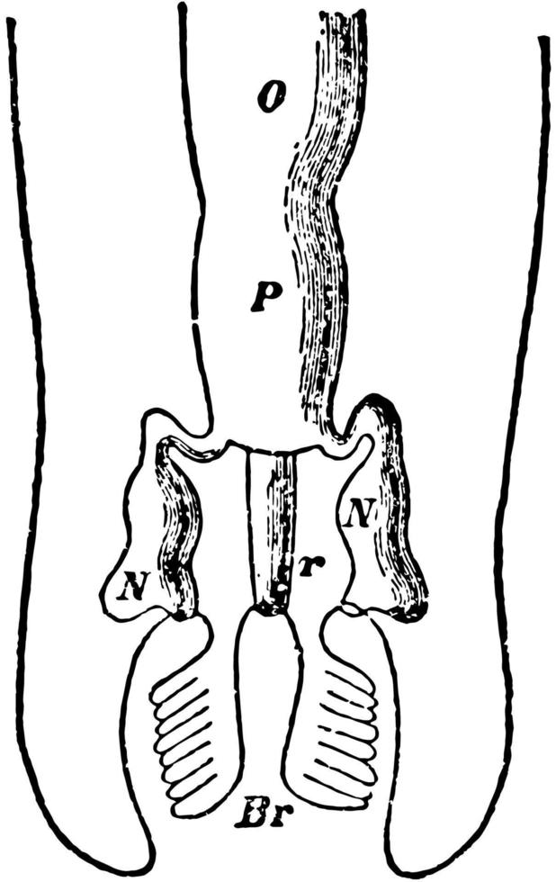 órganos excretores y reproductivos de quitón, ilustración vintage. vector