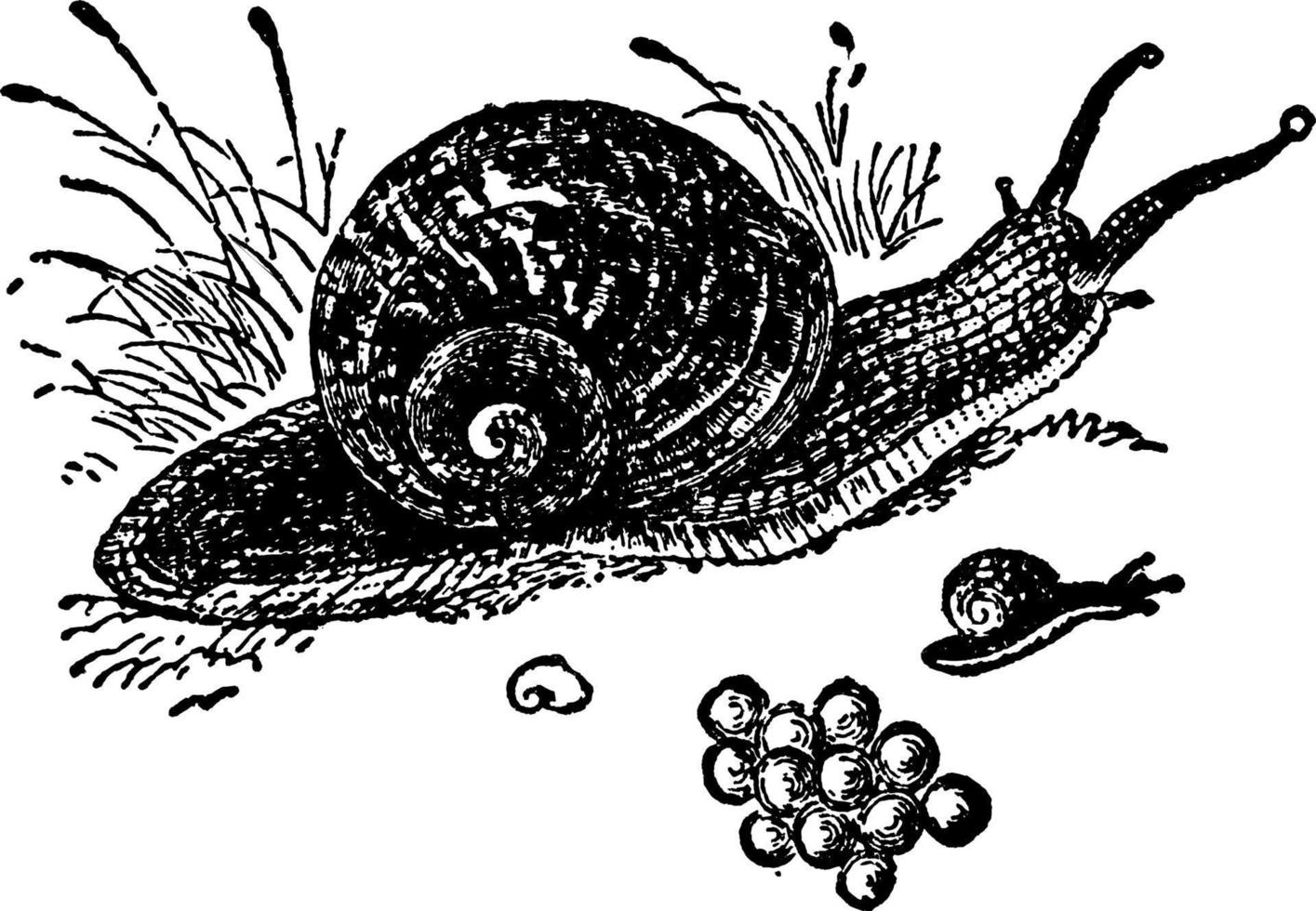 Snail, vintage illustration. vector