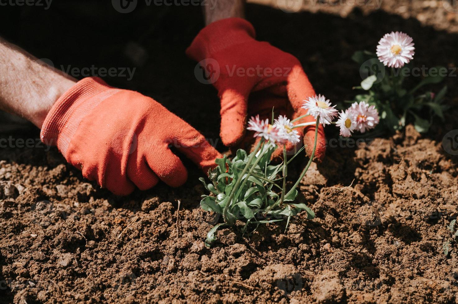 hand plant flower man gardening photo