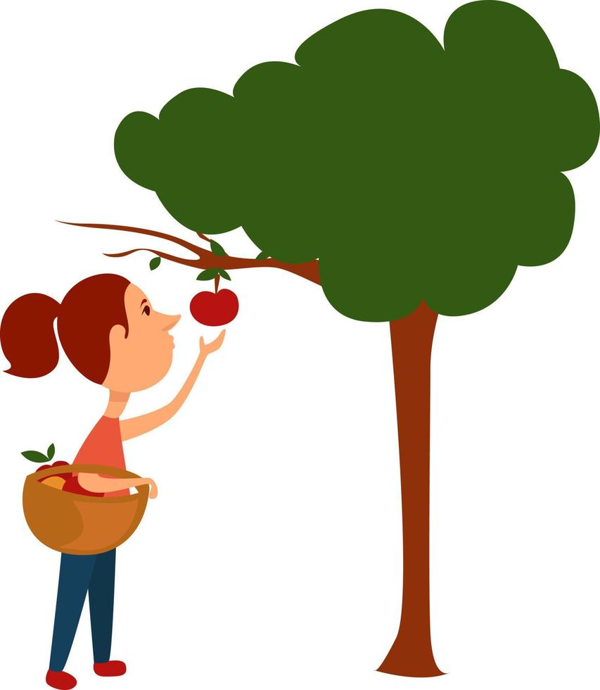 mujer recogiendo frutas, ilustración, vector sobre fondo blanco